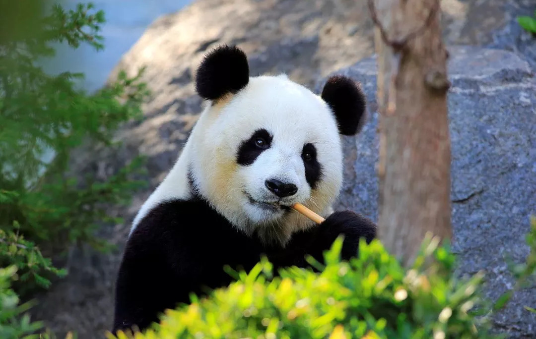大熊猫“莉莉”诞下今年全球首对大熊猫双胞胎  